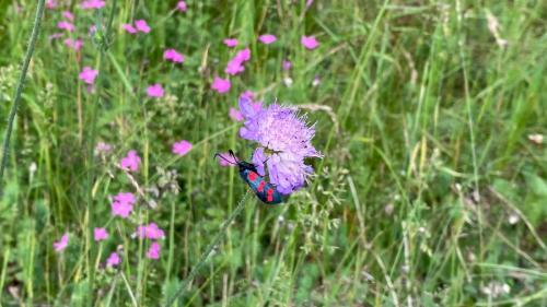 Zygaena filipendulae